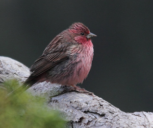 Бужмар (Бүлхэрээ бужмар)